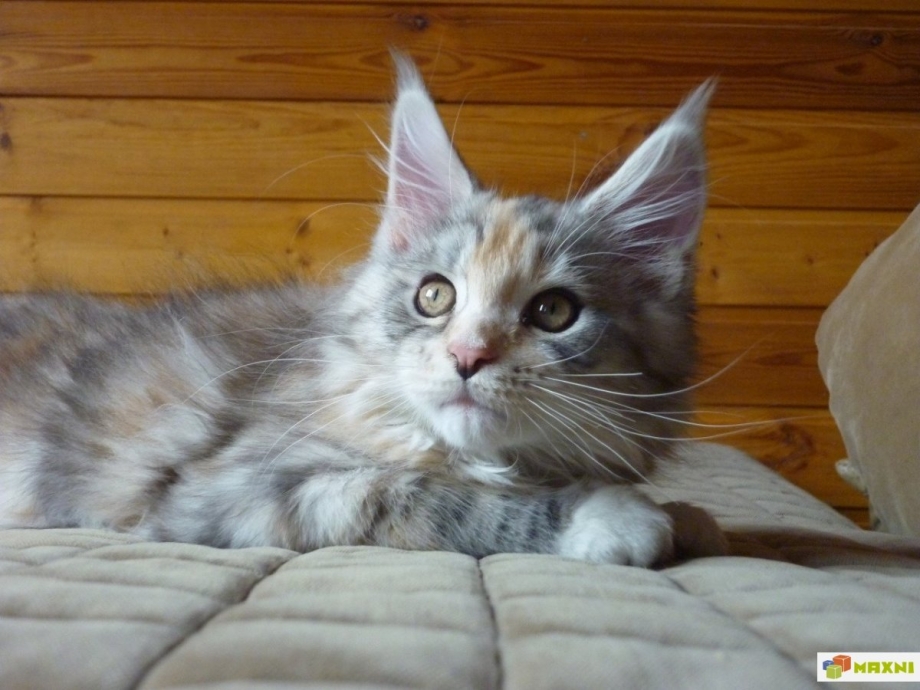 Котята от разных пород
