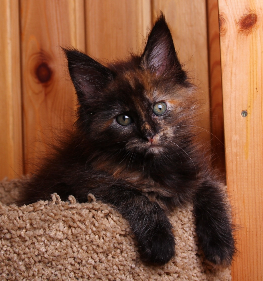 Котенок Мейн куна 2 месяца