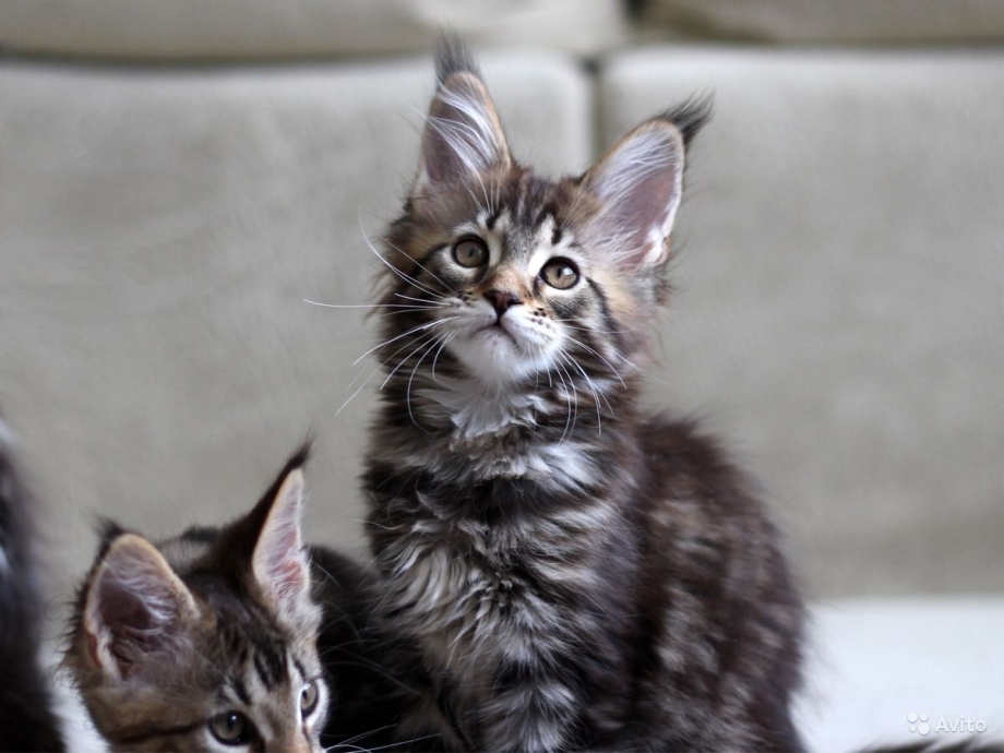 Котенок Мейн кун девочка