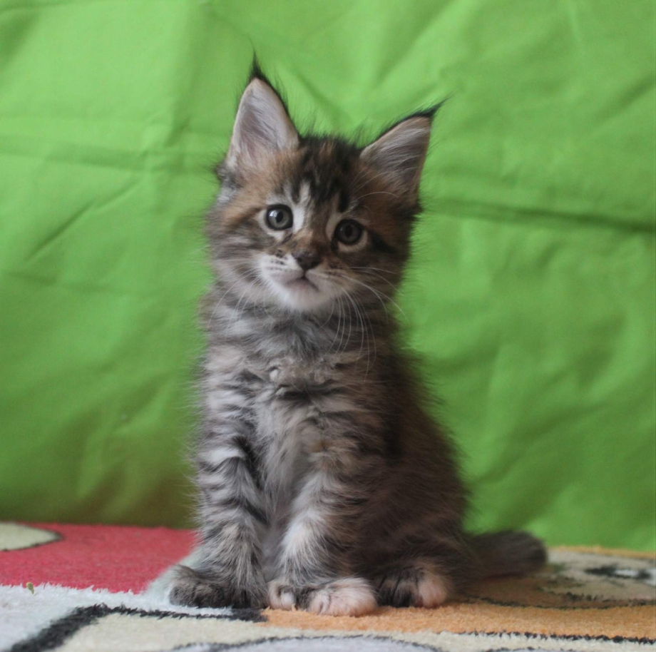Котята Мейн куна котята2 месяца