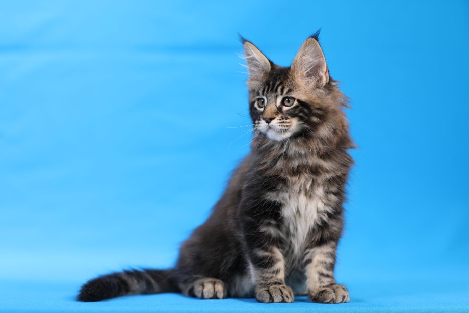 Кошка Мейн кун с котятами