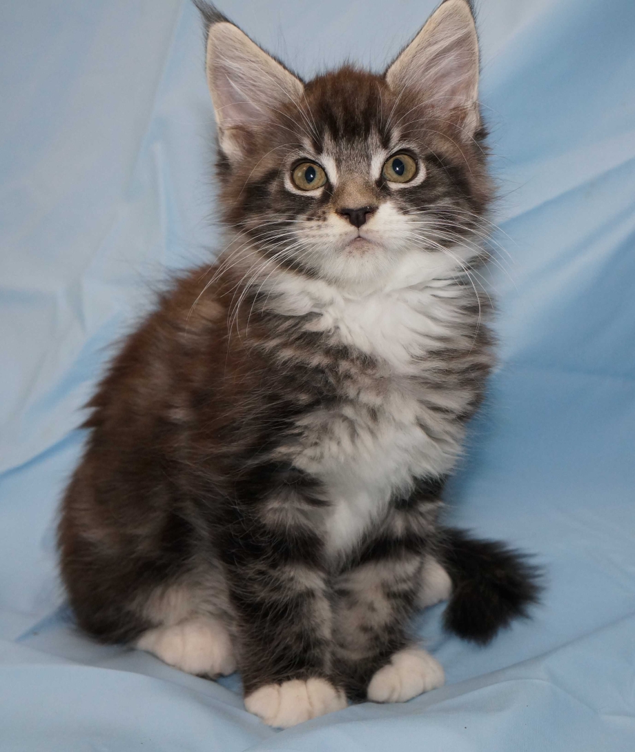 Котенок Мейн куна 4 месяца