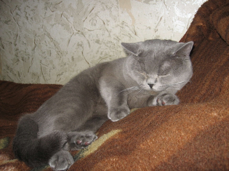 Скоттиш фолд британец вислоухий