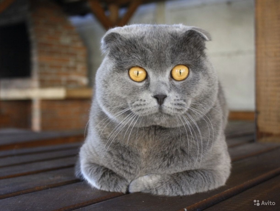 Скоттиш фолд серый