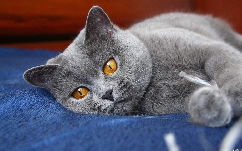 Шерсть британских кошек