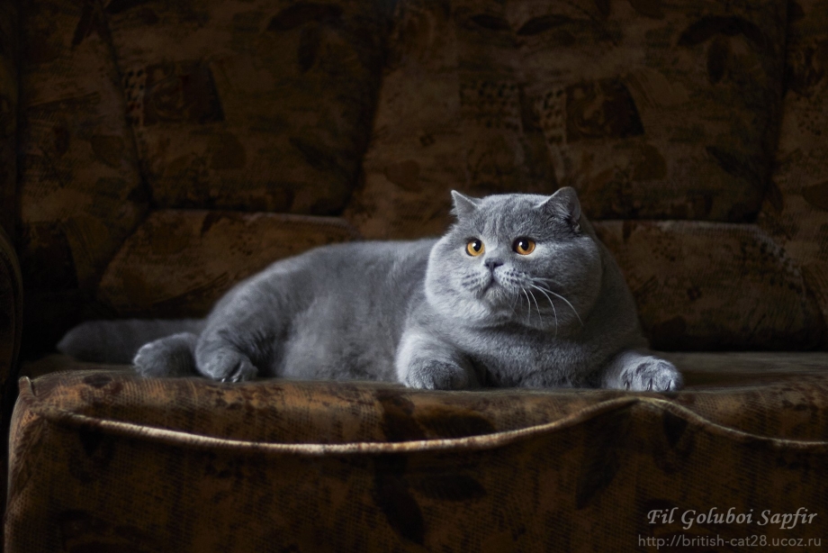 Уши у британских котят