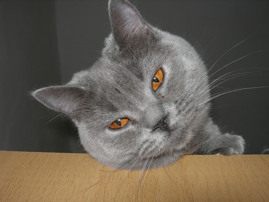 Шерсть шотландских кошек