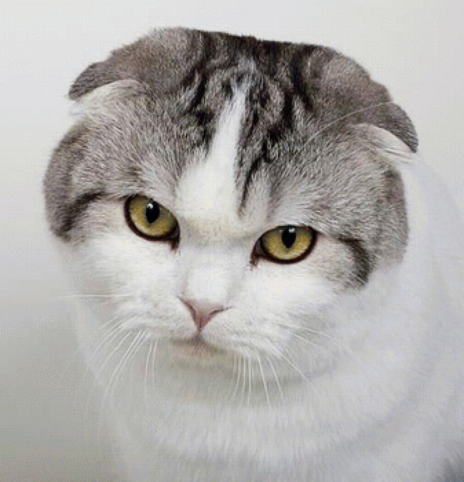 Скоттиш фолд длинношерстный