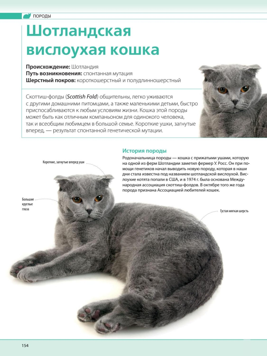Складки на ушах у вислоухих