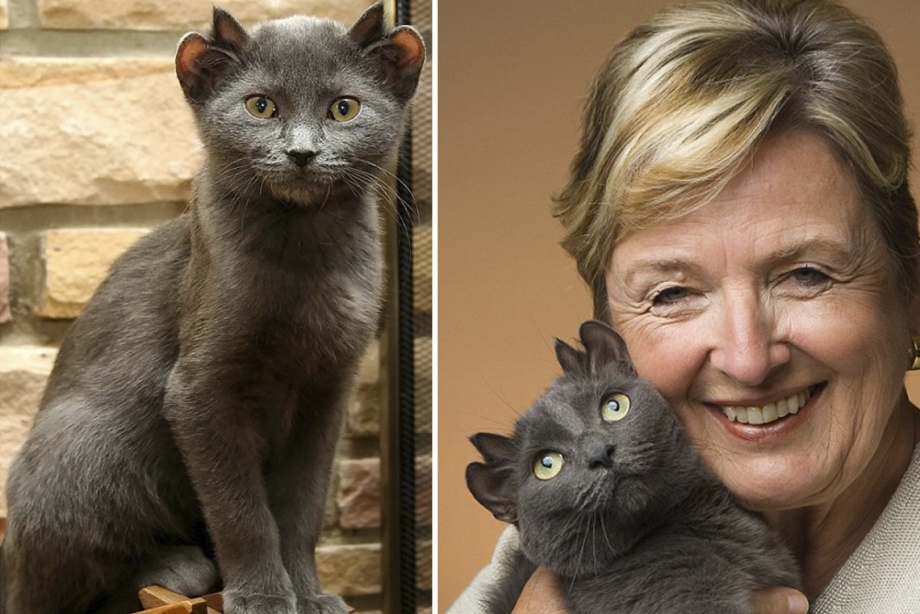 Британский вислоухий кот