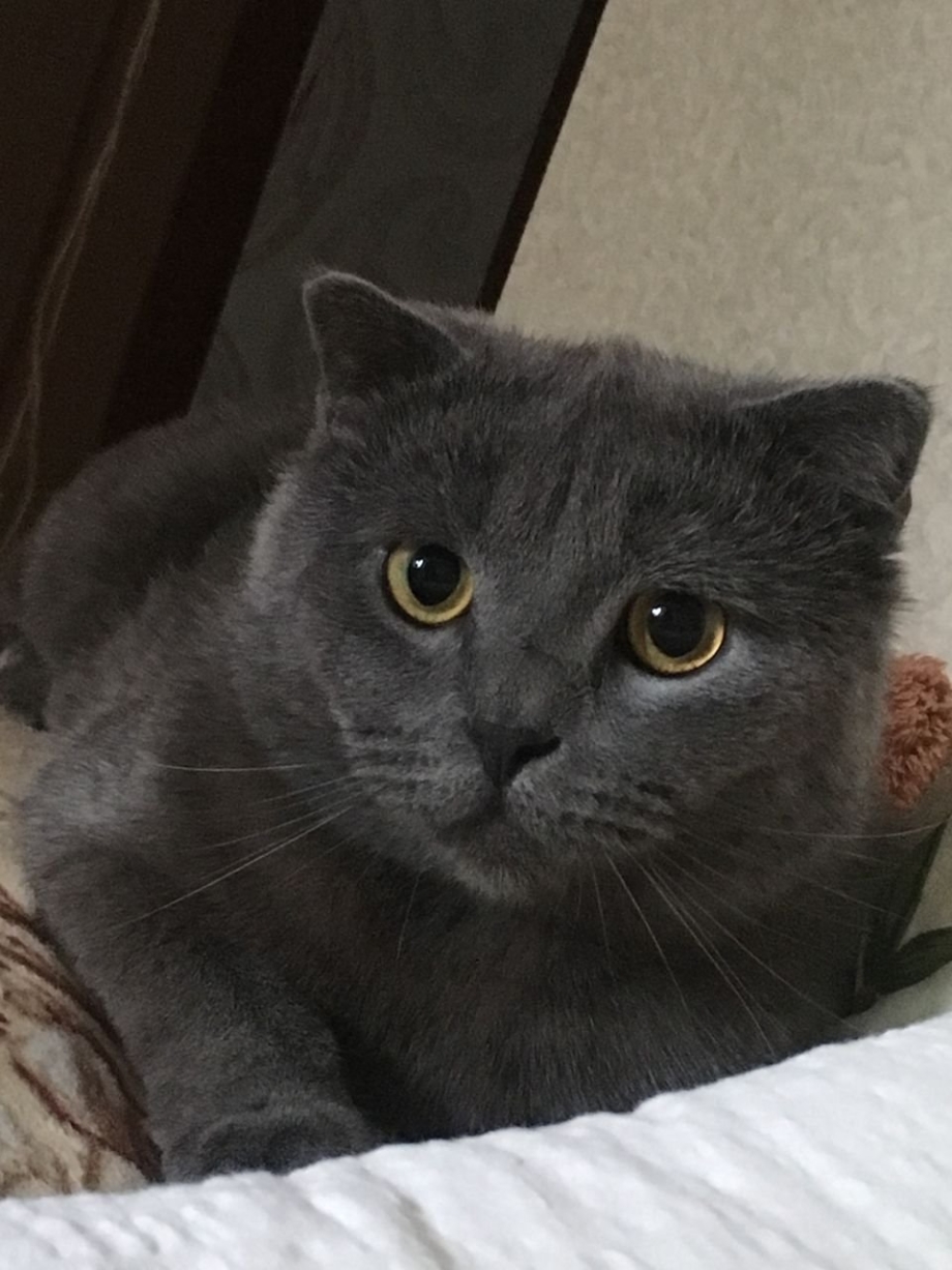 Шведская вислоухая кошка