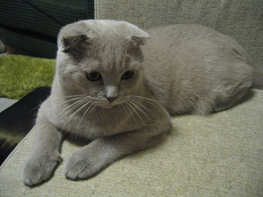Скоттиш фолд уши