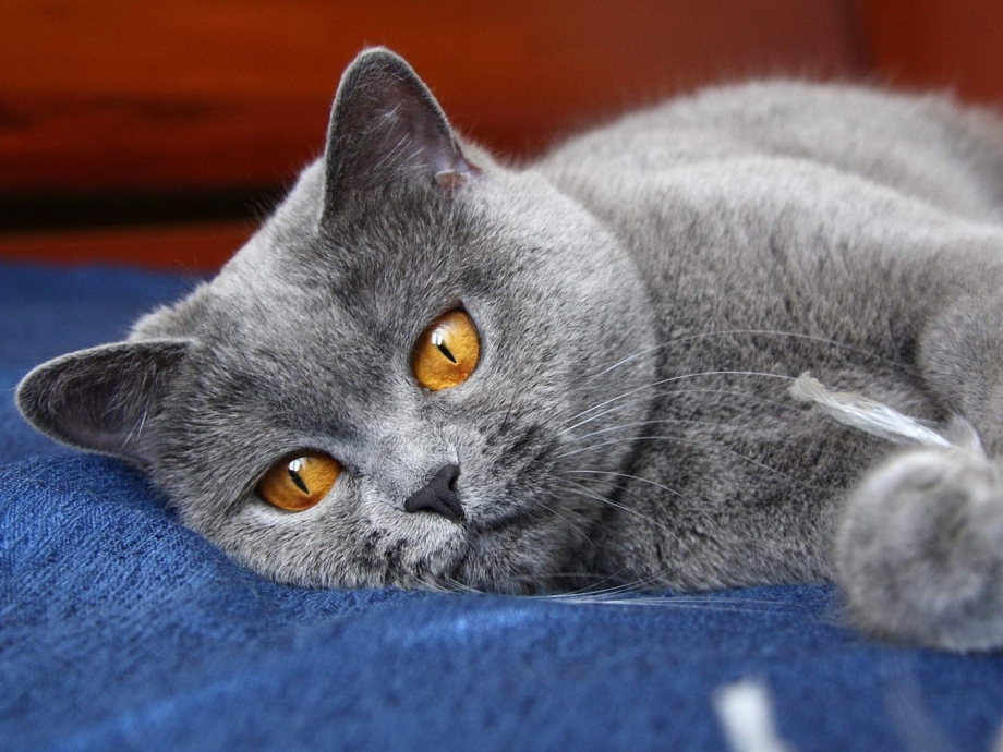 Шотландская вислоухая (Scottish Fold)