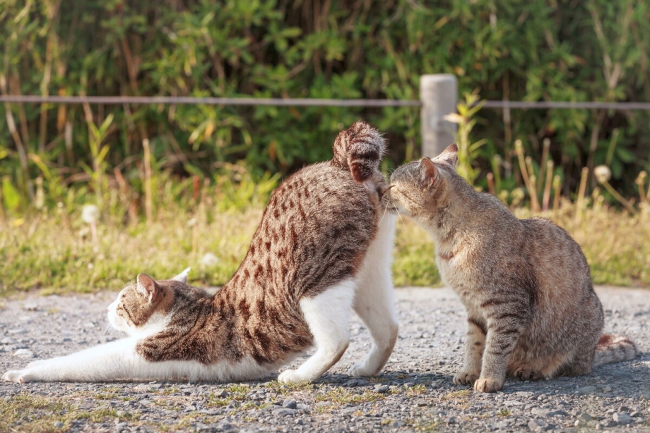 Кошка дурачится