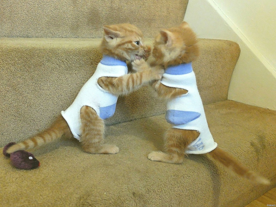 Смешные котики