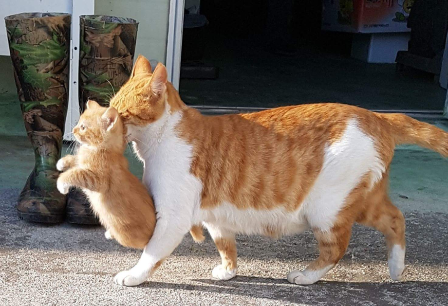 Кошка на роликах