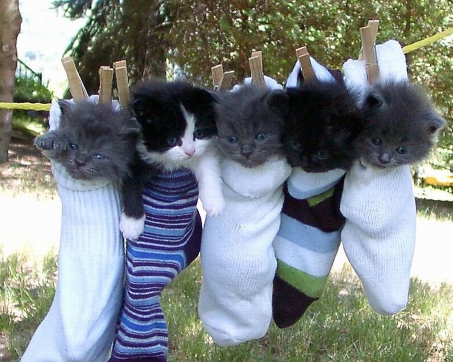 Кошка с котятами прикольные