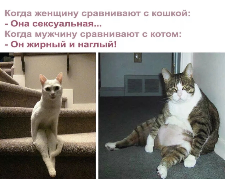 Анекдот про кота