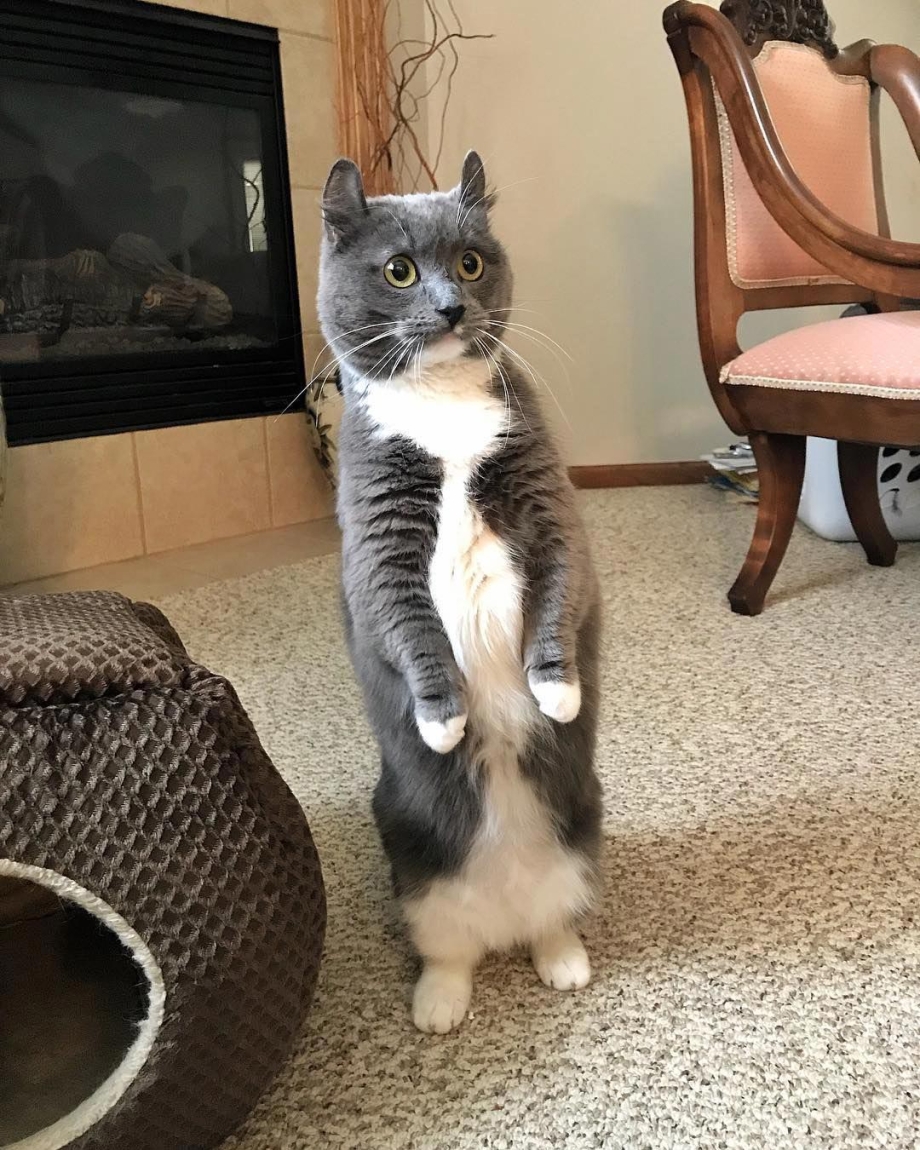 Смешной кот