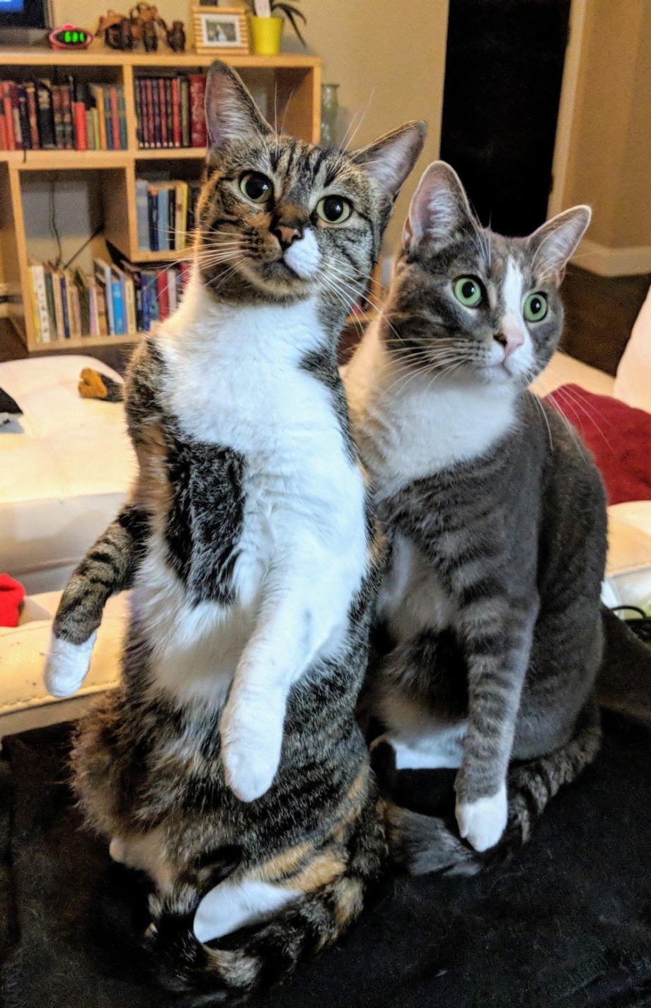 Два смешных кота