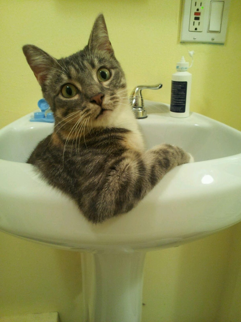 Кот в раковине