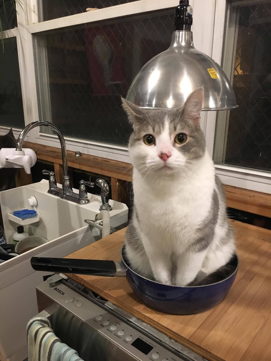 Котики которые поднимут настроение