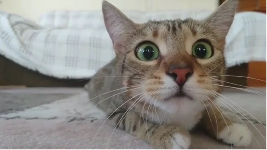 Смешной кот