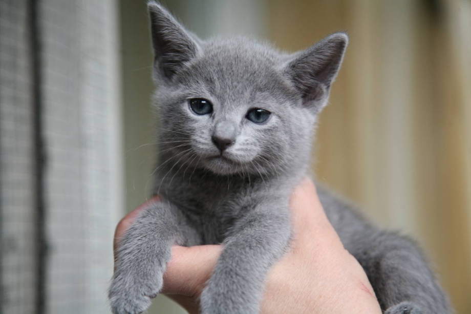 Русская голубая кошка котята