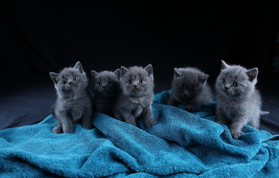 Шотландские котята скоттиш страйт