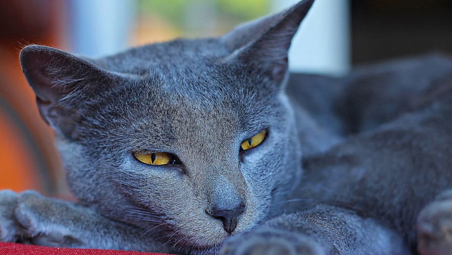 Русский голубой кот котёнок