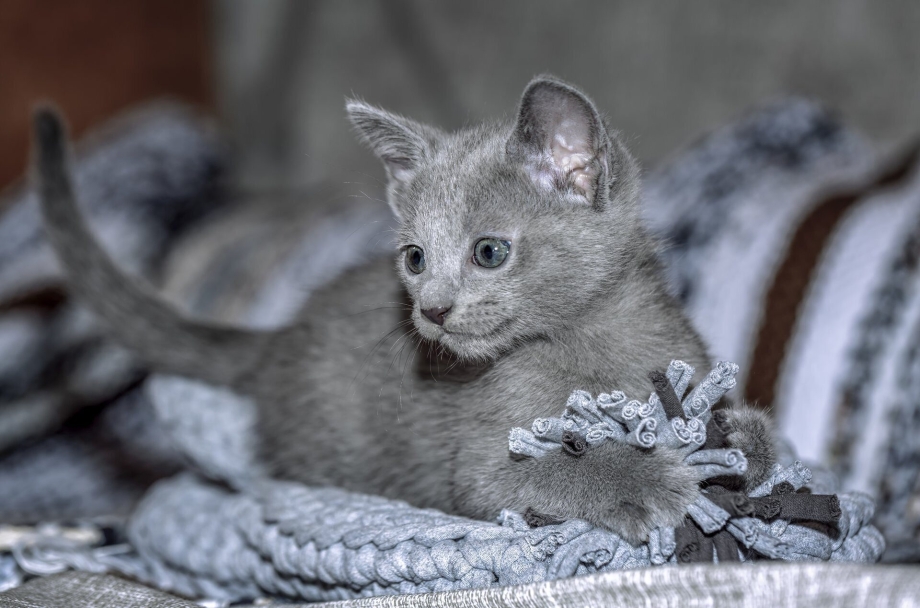 Русская голубая кошка котята