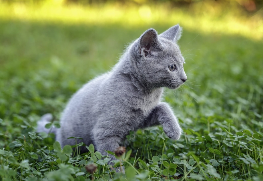 Русская голубая кошка котенки