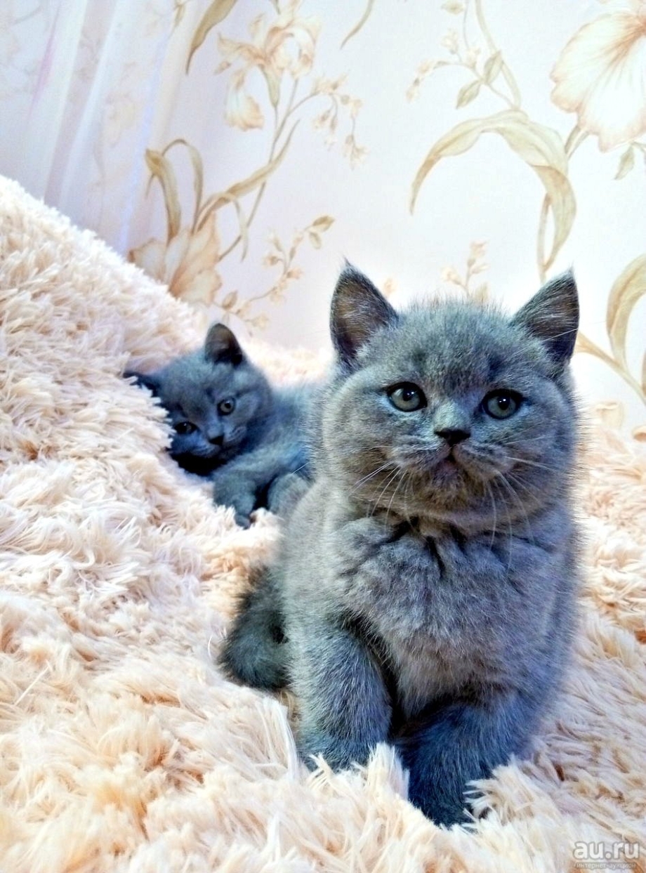 Британский прямоухий кот