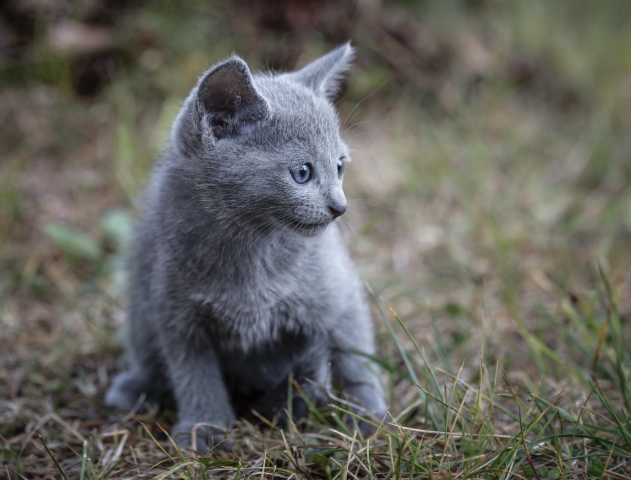 Русская голубая кошка