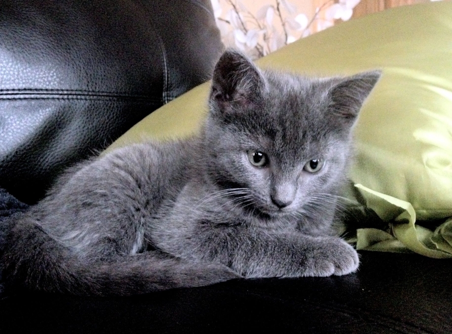 Русская голубая котенок