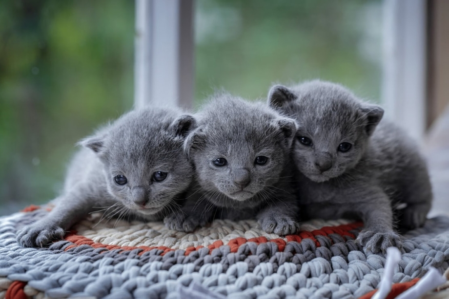 Британская короткошёрстная кошка голубая