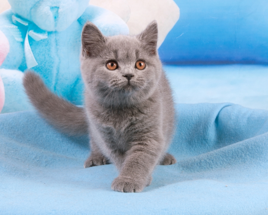 Британская кошка котенок