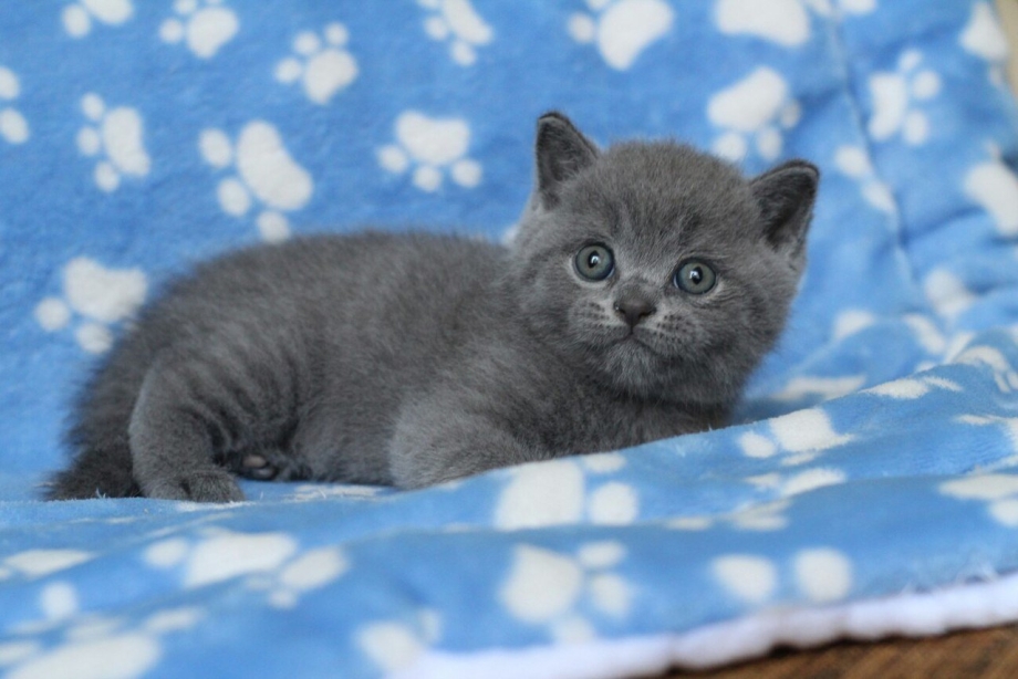 Русская голубая кошка