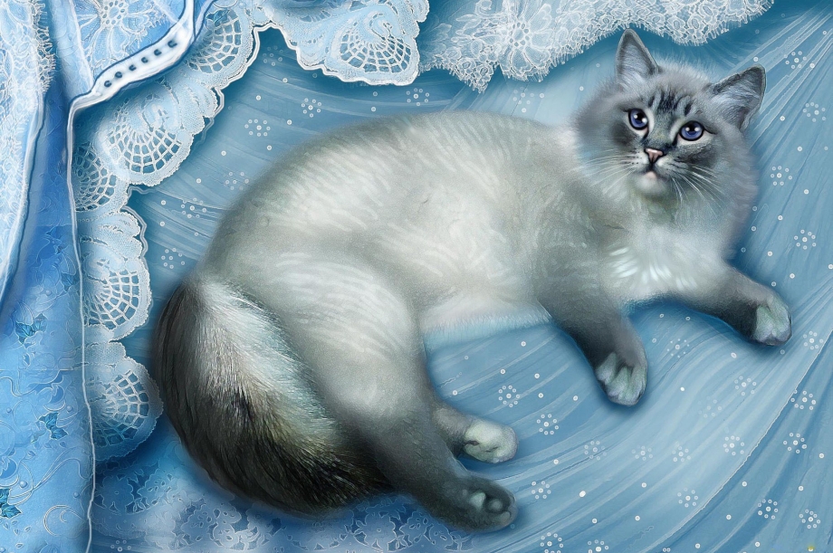 Котик на синем фоне