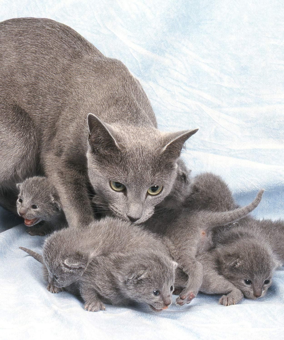 Русско голубые котята