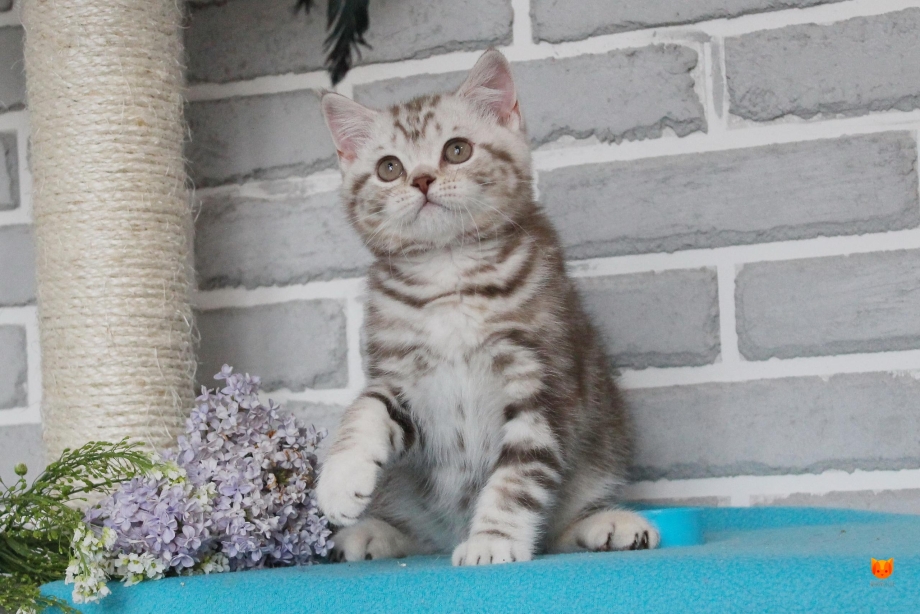 Скоттиш страйт мраморный черный