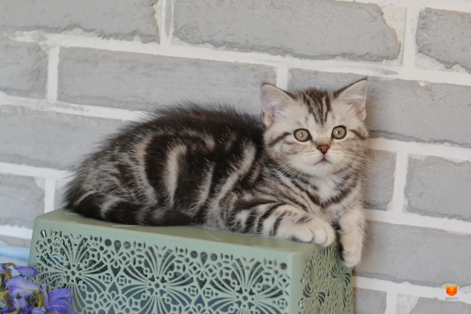 Скоттиш страйт серебристый мрамор
