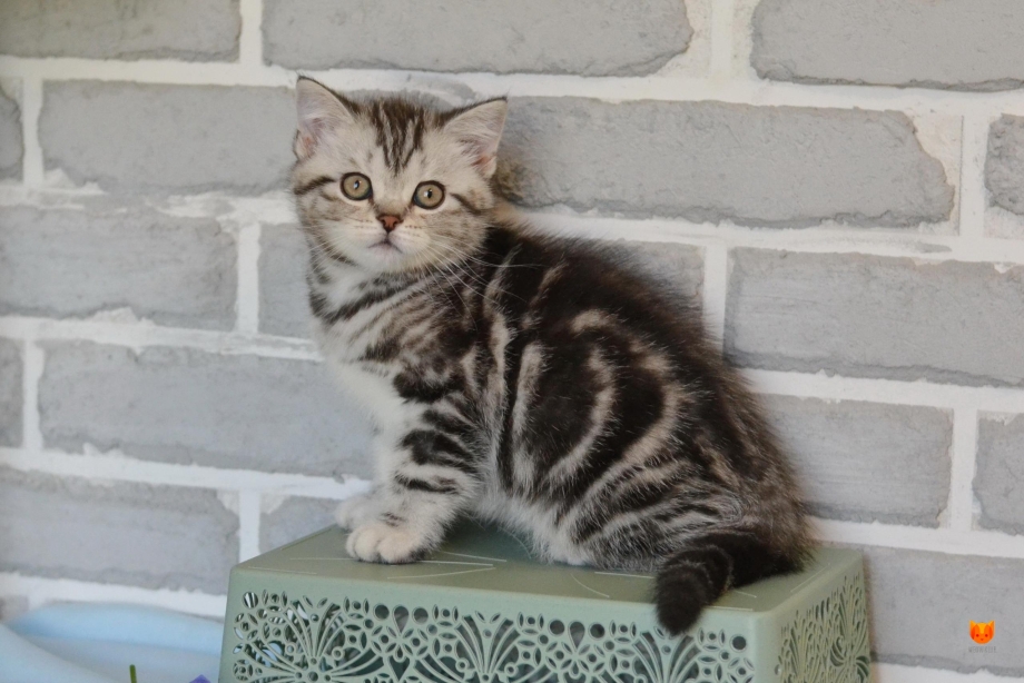 Скоттиш страйт котята