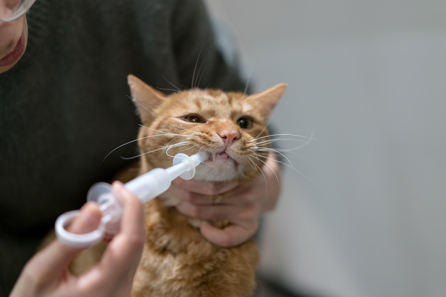 Шприц для кормления кота