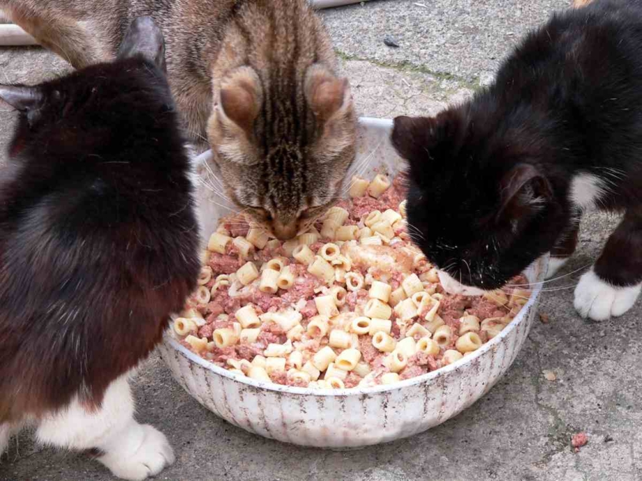 Вареный кот