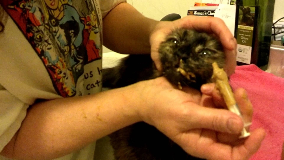 Кормление кота из шприца