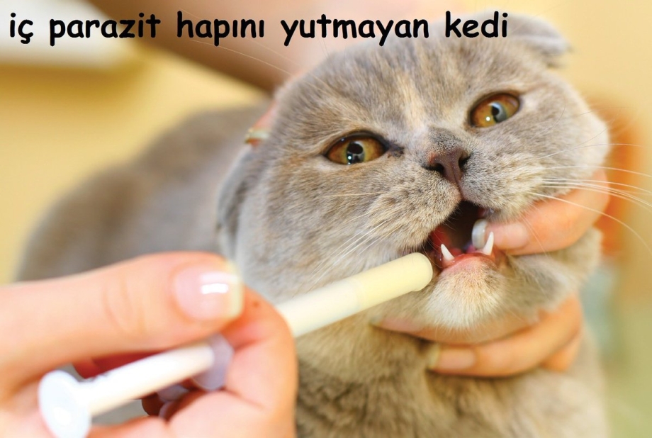 Кошка ест таблетку