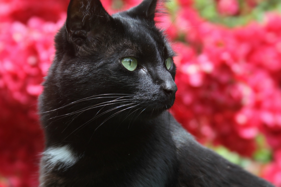 Черные коты