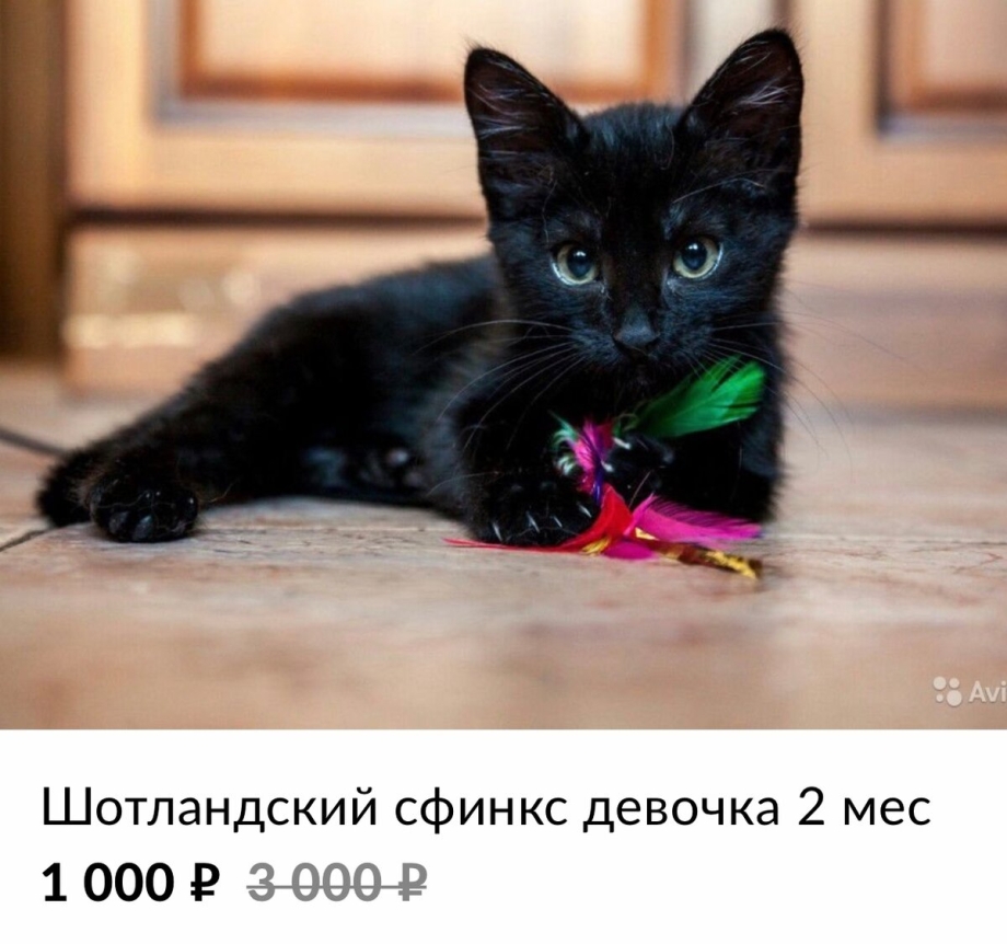 Чёрный котёнок с голубыми глазами