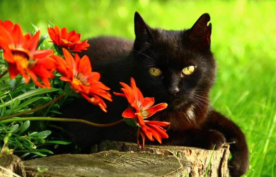 Кот в цветах